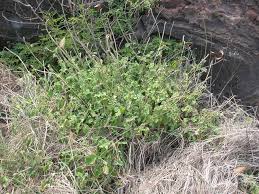 Image result for Achyranthes aspera