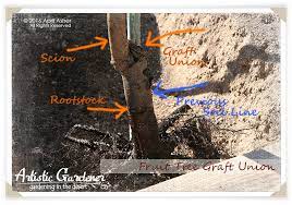 To describe the principles and practice of grafting and budding of fruit trees and to have the student practice the techniques of so doing. Fruit Tree Graft Union Artistic Gardener