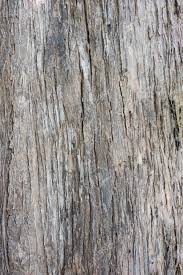 Seamless Tree Bark Texture Tree Bark Texture Tree Textures Tree Bark