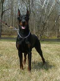 Champion Of Montenegro Bulgaria Moldavia Donn Chagall Home Ipo 1 Kimbertal Kennels Cute Baby Dogs Doberman Dogs Doberman