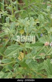 Image result for Hermannia boraginiflora