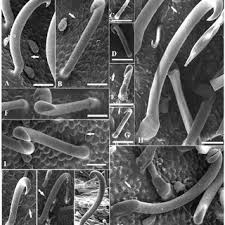 Image result for Desmodium subsecundum