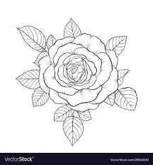 Beautiful Black And White Bouquet Rose And Leaves Vector Image On Vectorstock Floral Drawing Flower Drawing Roses Drawing