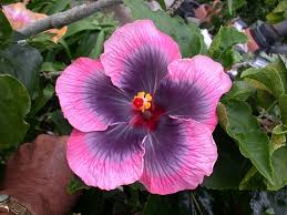 Image result for Hibiscus torrei