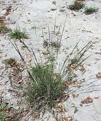 Image result for Sporobolus consimilis