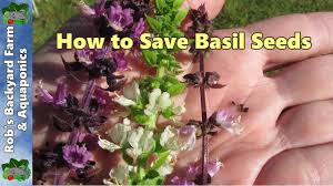 Lovely purple stems, flowers and undersides of leaves. How To Save Basil Seeds Youtube