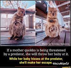 If A Mother Quokka Is Being Threatened By A Predator She Will Throw Her Baby At It While Her Baby Hisses At The Predator She Ll Make Her Escape Weimm Arid Quokka