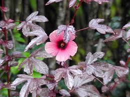 Image result for Hibiscus acetosella