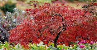 18 Japanese Maple Trees You Ll Definitely Want To Plant In Your Yard Japanese Maple Tree Maple Tree Varieties Pink Flowering Trees