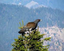 Bezglasnaaz și 1 alți utilizatori consideră că acest răspuns este de ajutor. Animale Ocrotite Prin Lege In Romania Iubiti Natura Si Animalele