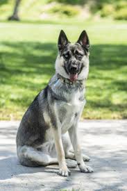 Beautiful german shepherd husky mix. 1 All You Need To Know About The German Shepherd Husky Mix