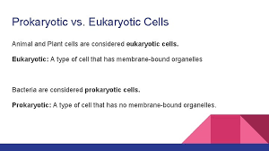 Are animal cells considered prokaryotic or eukaryotic. Prokaryotic Vs Eukaryotic Cells Prokaryotic Vs Eukaryotic Cells