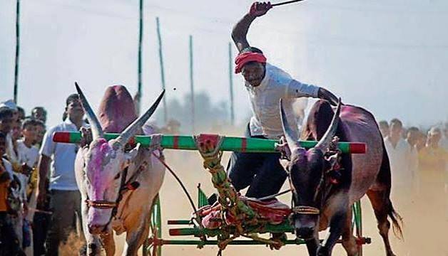 Bombay HC restrains Maharashtra govt from issuing permits for bullock cart racing | Mumbai news