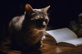 What inspires the name doesn't really matter when it comes to disney cat names, you can't go wrong looking into characters such as, well, the cats! Literary Cat Names 71 Fantastic Creative Names