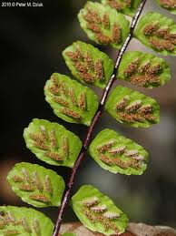 Image result for Asplenium smedsii
