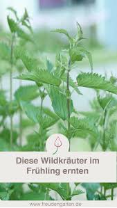 8 Wildkrauter Zum Ernten Im Fruhjahr Essbare Pflanzen Krauterpflanzen Krauter Pflanzen