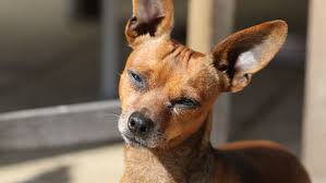 Most dogs with dermatitis will. How To Treat Skin Cancer In Dogs