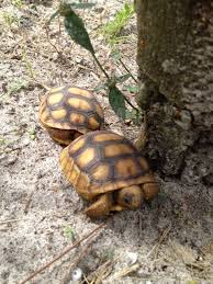 1 4 15 baby gopher tortoises schildkrote