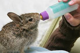 Careers In Wildlife Rehabilitation