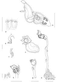 Image result for Sericanthe leonardii