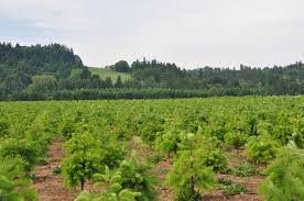 Welcome to the tim davis group of central oregon. Christmas Tree Grower In Oregon Branches Out With Nrcs Assistance