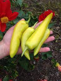Jan 06, 2019 · how much is a peck of pickled pepper? How Much Is A Peck Of Peppers And How Do You Pickle Them Itshalfthebattle
