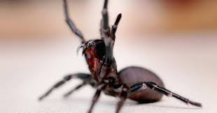 Australian Spiders The 10 Most Dangerous Australian