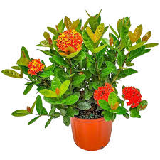 Image result for Ixora coccinea