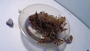 Recette Magique Pour Attirer L Argent Avec La Rose De Jericho In 2021 How To Dry Basil Jericho Dried