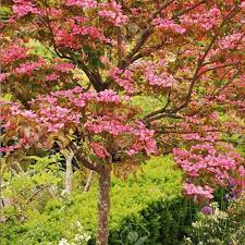 Check spelling or type a new query. Pink Kousa Dogwood Tree Garden Center Point