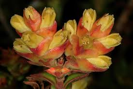 Image result for Penaeaceae