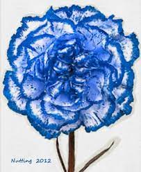 Pin By Bruce Nutting On Flowers By Bruce Nutting Carnation Tattoo Blue Carnations Flower Tattoo Shoulder