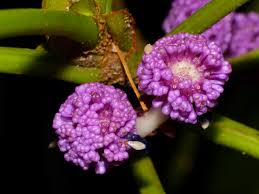 Image result for Urticaceae