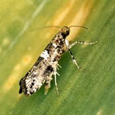 Image result for Achyropsis