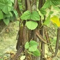 Image result for Psophocarpus scandens