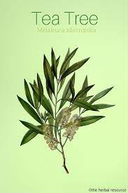 Tea Tree Oil Herb Benefits And Side Effects Tea Tree Oil Uses Tea Tree Essential Oil Oils