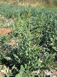 Image result for Erucastrum arabicum