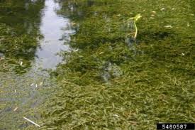 Image result for Hydrilla