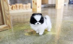 Puppies are $3,000 plus 6.5% fl tax. Potty Trained Pomeranian Puppies Ready For Adoption For Sale In Orlando Florida Classified Americanlisted Com