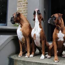114 Likes 6 Comments Hindquarters Hindquarters Hq On Instagram Flashback To Santa Watch Igwoofs Dogstagram Dogs Boxer Dogs Boxer Puppies Funny Boxer