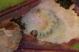 Image result for Scrobipalpula diffluella