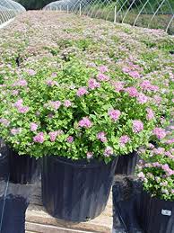 Image result for Spiraea japonica ´Little Princess