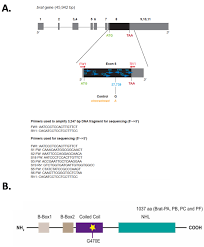 Склонение die genkartierung f, существительное. In Vivo Forward Genetic Screen To Identify Novel Neuroprotective Genes In Drosophila Melanogaster Protocol Translated To German