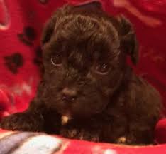 We did not find results for: Havanese Puppies For Sale Potters Hill Nc 298207