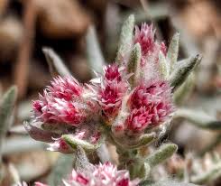 Image result for Helichrysum candolleanum