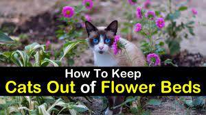We did not find results for: 7 Clever Ways To Keep Cats Out Of Flower Beds