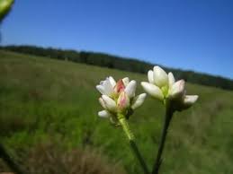 Image result for Persicaria strigosa