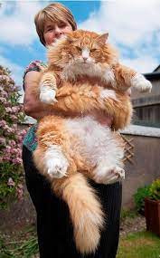 10 Of The World S Biggest Pets Oddee Cute Animals Cute Cats Norwegian Forest Cat