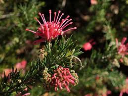Image result for Grevillea