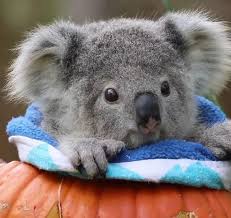 So Cute Tiere Animals Cute Tiereanimals S M I L E So Cute Tiere Animals Cute Tiereanimals Cute Animals Cute Baby Animals Baby Animals Pictures